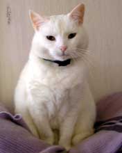 Photo d'Opalyne, chat europen tout blanc, pour la reprsenter en portrait.